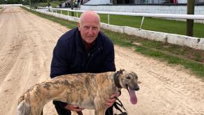 Gone to the dogs: Big win for Offaly bred greyhound