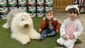 In Pictures: Dulux dog joins Donegal Town Hardware's 25th birthday party