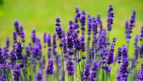 Carlow's Altamont Gardens celebrate with FREE guided tours for the public 
