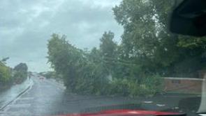 Fallen tree blocking Greenhaw Road.
