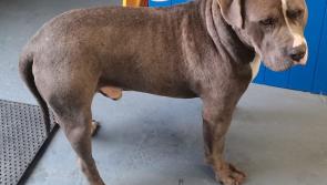 Laois Dog Pound seeking to reunite dog with owner