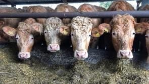 Irish and UK beef prices pass each other in “deeply suspicious trajectory” – “Irish on the way down, UK on the way up