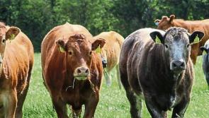 Beef losses cannot be compounded with further price cuts