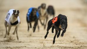 Gone to the dogs: Quieter than usual week for Offaly greyhounds