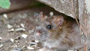 Residents of housing estate in Tipperary have 'found rats in their bins and gardens'
