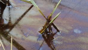 Elusive oil spill problem in River Slaney 'going on far too long' says Carlow Council members