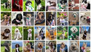 33 PHOTOS:  Spot the Kildare entry in the 2023 "Nose of Tralee" contest