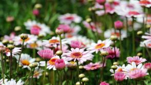 WHAT'S ON: Your Carlow Garden Festival 2023 weekend guide that will keep you busy