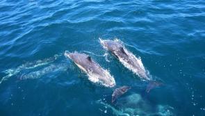 Irish Whale and Dolphin event in Clare town to be rescheduled 