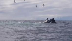 Watch: Three humpback whales feeding together off Sliabh Liag