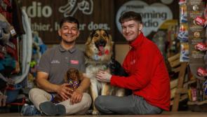 Carlow pups Kali and Odin enjoy dog-friendly cake ahead of Petmania Carlow's family fun day

 