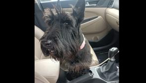 Do you recognise this dog found wandering through Dungloe?