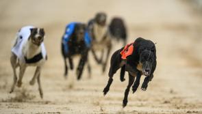 Gone to the dogs: Offaly greyhound still in hunt for Derby glory