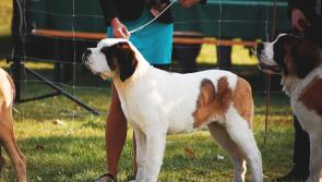 WHAT'S ON: Is your dog a Carlow su-paw-star ? Details of Tullow Show's dog competition