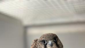 Kildare Wildlife Rescue and Kildare County Council join forces to host one-day biodiversity conference