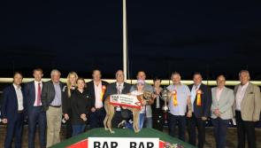 Gone to the dogs: Big win for Edenderry owned greyhound