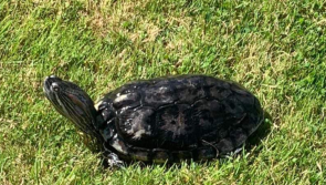 Ukrainian family living in remote Waterford village 'desperate' to find lost turtle