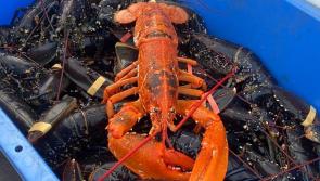 Bundoran fisherman sees double as rare Orange lobster pays second visit