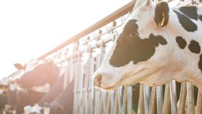 Factory beef prices hardening - time to push for more 