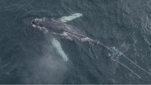 ‘Sad predicament’ - humpback whale entangled in rope in Donegal Bay