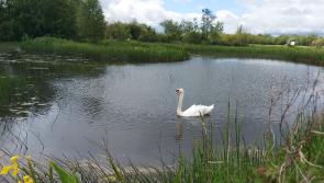 The Cabragh Wetlands are a hidden gem in the heart of Tipperary
