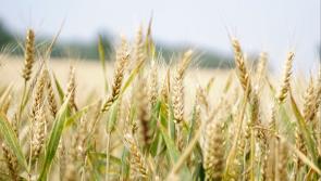 Green light given by local authorities to construct new malting plant in Tullow 