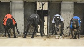 Gone to the dogs; Great week for Offaly greyhounds withe ten winners running home