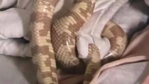 Wandering four foot snake found in woman's bed reunited with owner 