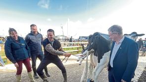 Launch of 11 calving simulators and 11 injecting simulators 