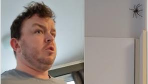 WATCH: Offaly man's hilarious reaction to 'jaysus huge spider' in kitchen