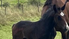Owner will 'go to the ends of the earth' to find missing foal