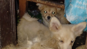 Prison sentence for elderly woman in the Midlands whose nine dogs were found in room 'full of faeces'