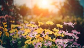 A blank canvas for creativity! Waterford garden and landscape designers wanted for Bord Bia Bloom 2024!

 