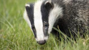 Revealed: Twelve badgers culled in County Carlow in the last year by government department