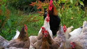 Residents object to proposed Letterkenny poultry farm