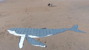 In Pictures: A whale of a time at Bundoran beach interactive art event