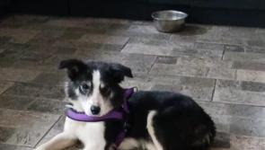 Warning graphic: Laois SPCA says dog suffered 'unimaginable pain' 