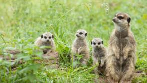 Fota Wildlife Park announces the birth of three Meerkat babies!