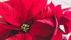 Charities will benefit from Christmas flower arranging event in Tipperary hotel