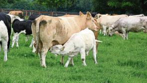 Nitrates figures must be updated on a weekly basis - ICSA