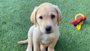 Irish Guide Dogs need foster puppy raisers and boarders in Donegal