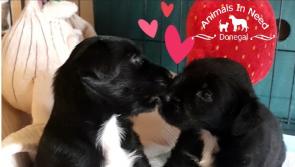 Could you help an animal in need this Christmas?
