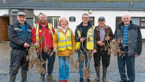 Carrick Tidy Towns ash trees conservation project