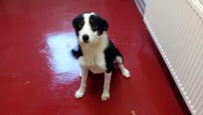 Could you offer one of these beautiful collies from Donegal Dog Pound a home?