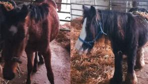 Two horses impounded by Kilkenny County Council