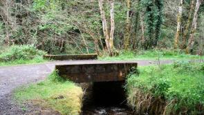 Derry's Muff River fish kill pollution from commercial premises