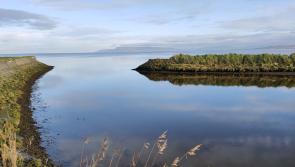 Over 2000 fish found dead in Muff River near Eglinton