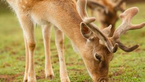 Deer Management Strategy Group Report signals progress in dealing with problem