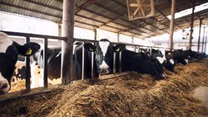 Beef farmers urged to push hard for prices