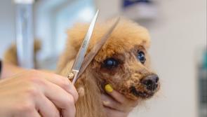 Carlow is set to welcome new dog grooming studio to the county early next year